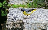 Gray Wagtail